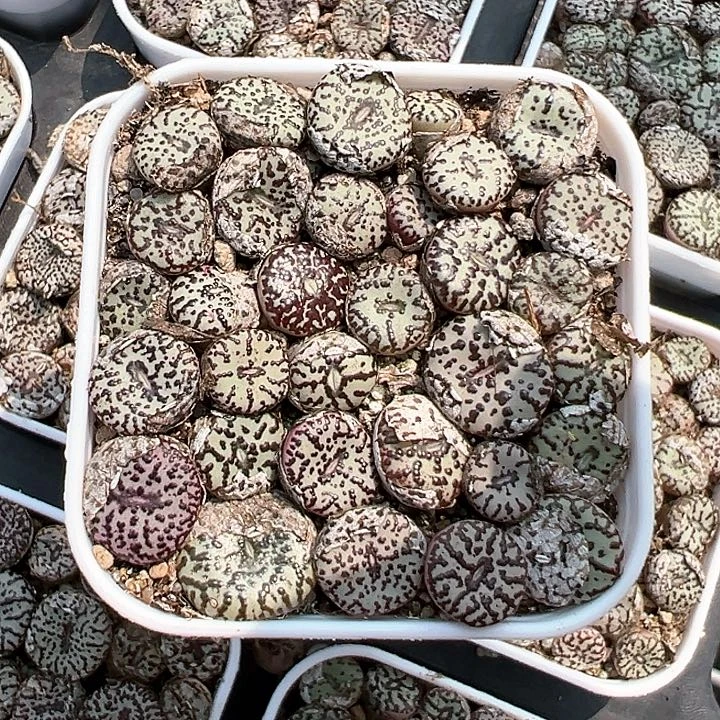 55安贞【任意两单包邮发货】