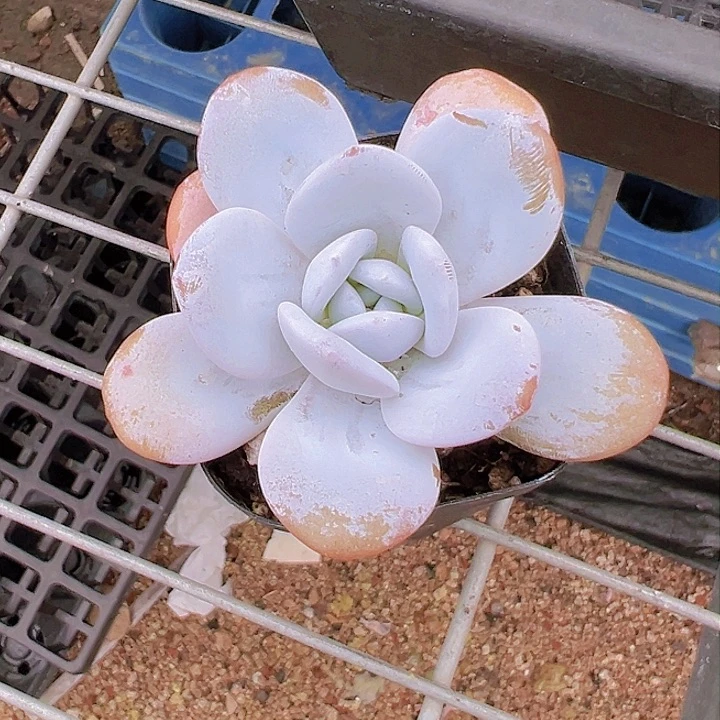 65雪莲【任意两单包邮发货】