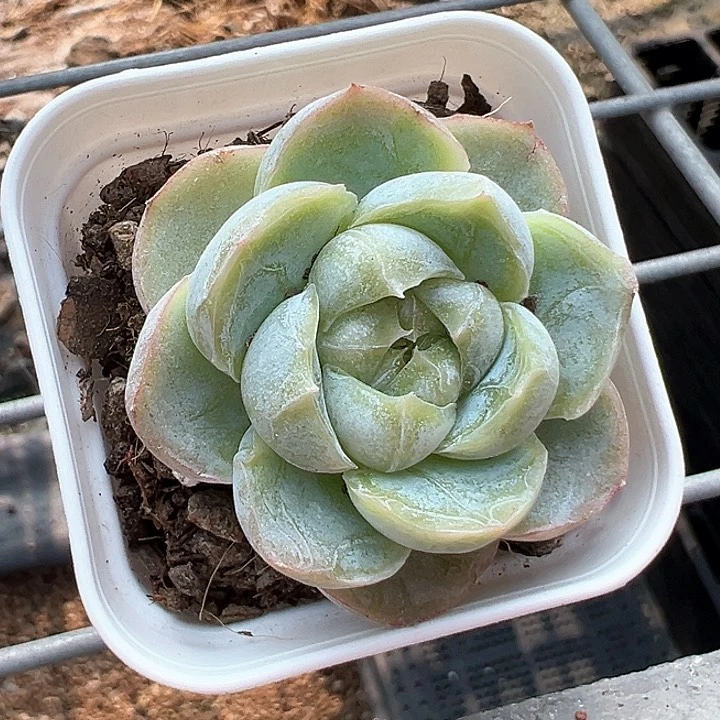 55精控胖虎【任意两单包邮发货】