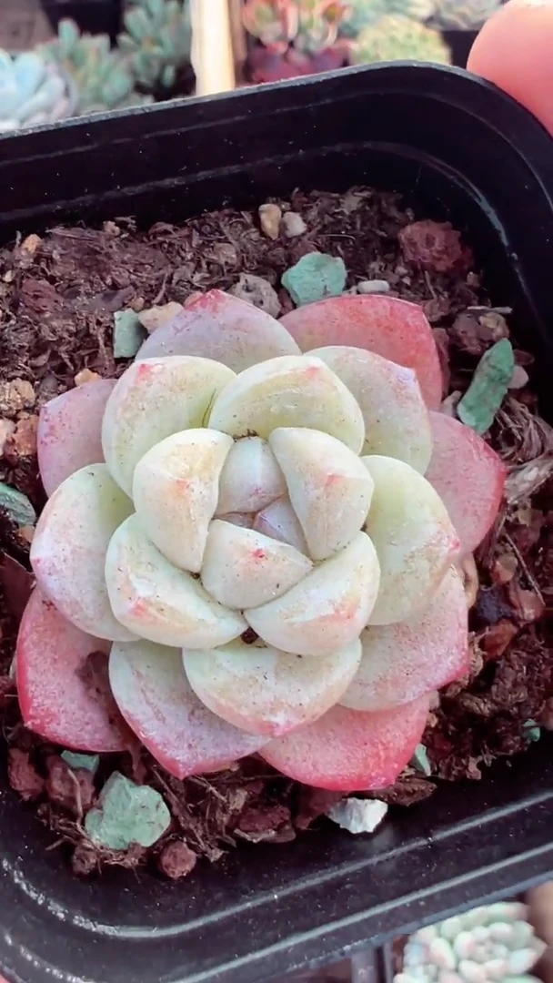 【闪购商品】冰玉【累计满9.9包邮发货】