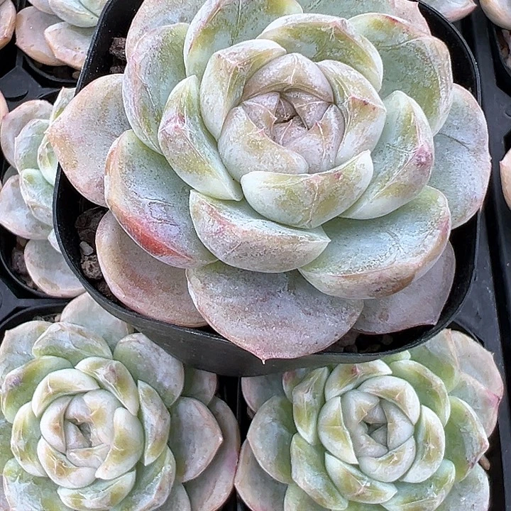 65盆口玛奇朵【任意两单包邮发货】