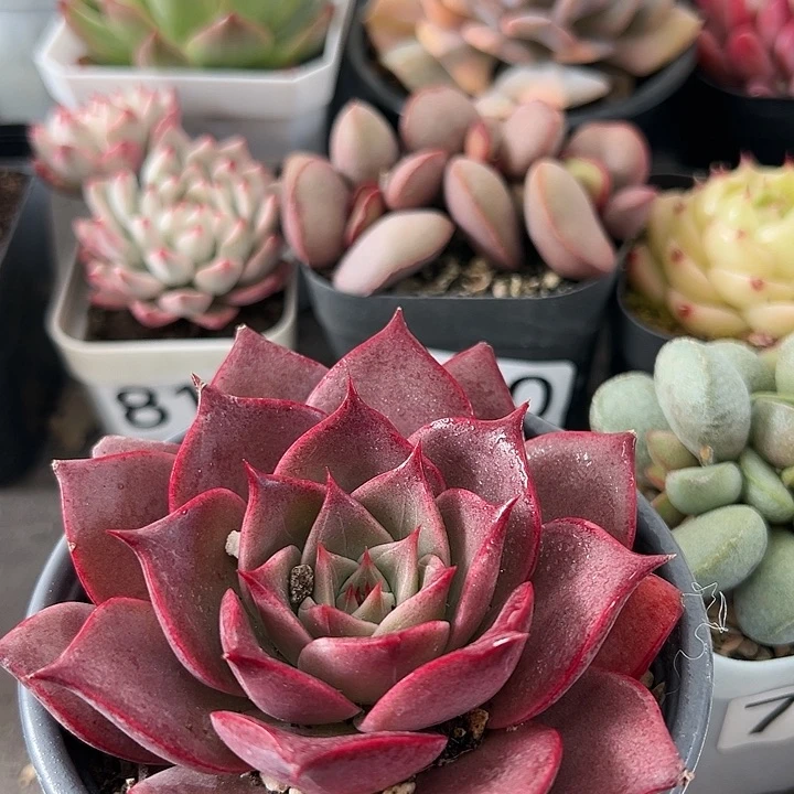 531号科西加蔷薇【两单包邮发货】