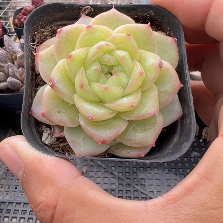 夏末凉宫【两单包邮】一物一拍