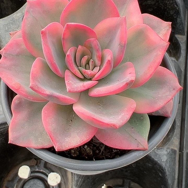 90盆口粉色哈利锦【两单包邮发货】