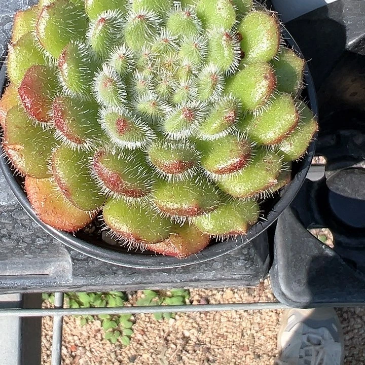 90盆口黄金果【任意两单包邮发货】