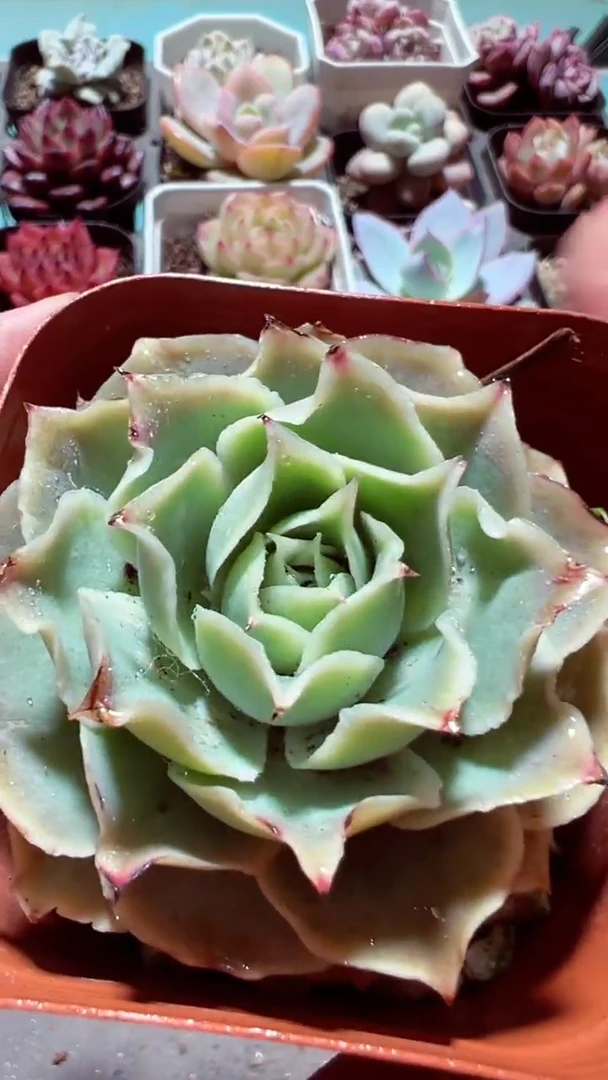 【闪购商品】蓝丝绒【累计满9.9包邮发货】