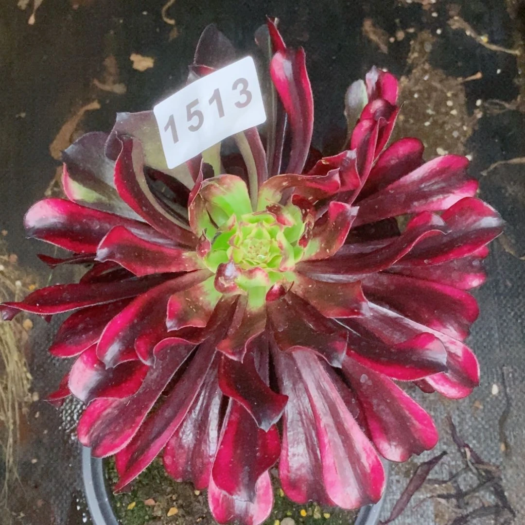 火焰精灵多肉发货