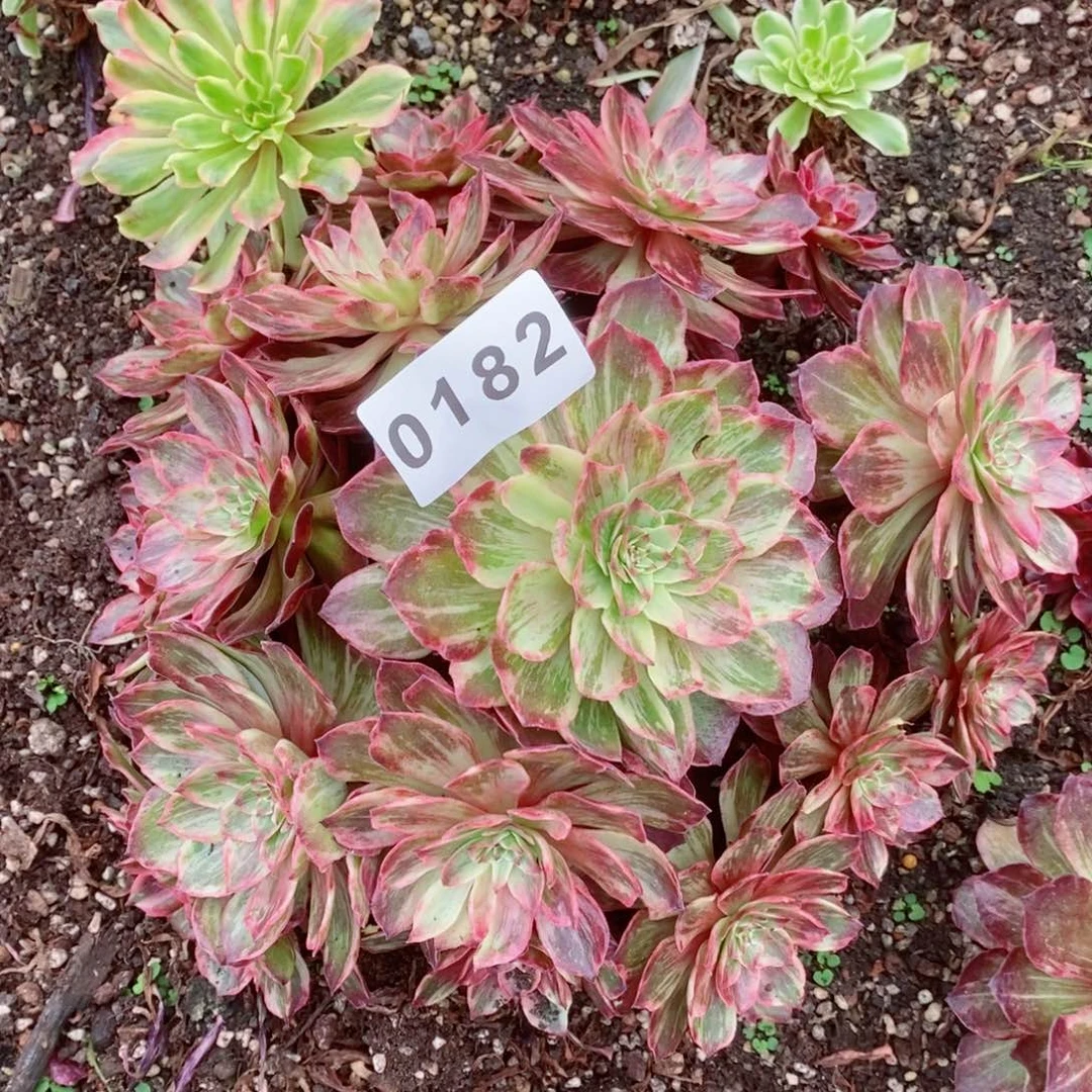 半夏多肉发货发货