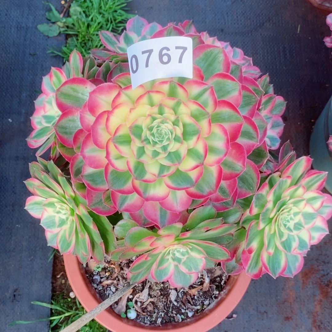 海王多肉发货发货