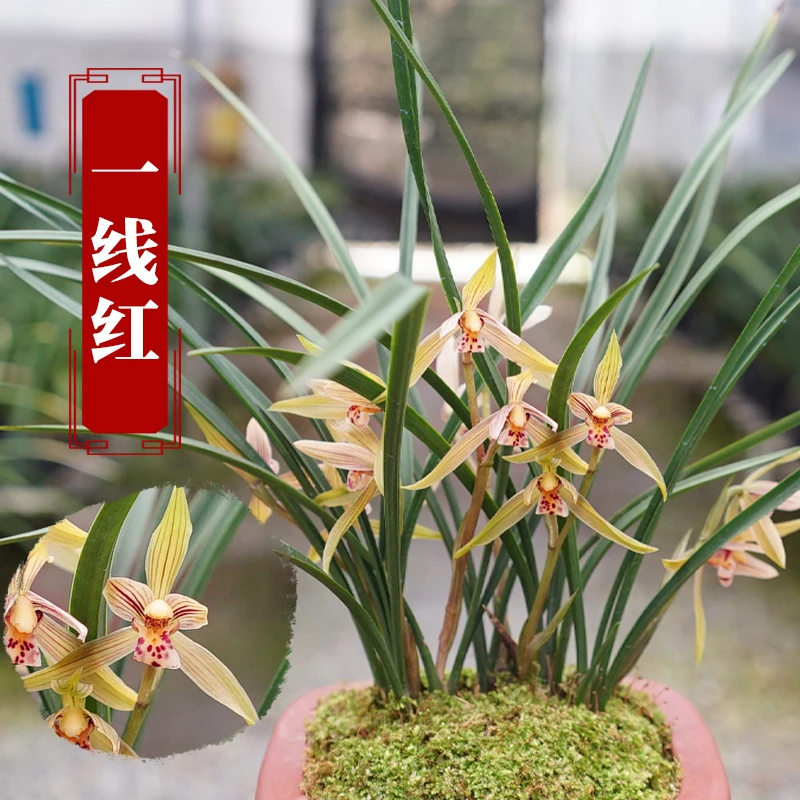 春剑【一线红】幽香型兰花 冬春开花室内室外客厅阳台花卉绿植