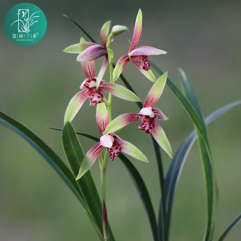 建兰【小国魂】幽香型兰花种植实拍6月—11月开花庭院绿植精美花卉