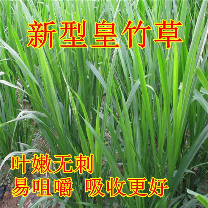 源头厂家新型高产皇竹草种节喂养牛羊鸡鸭鹅多年生牧草品种产量高