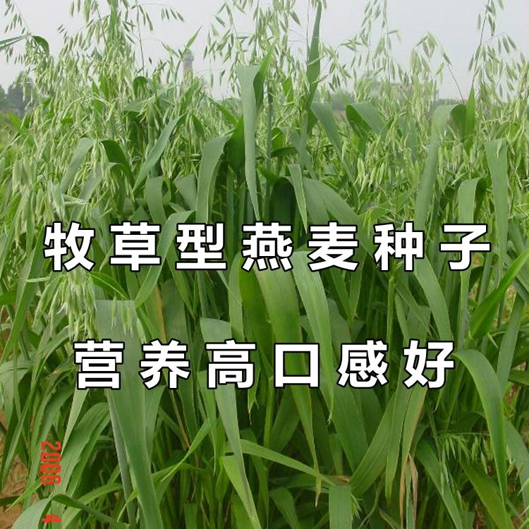 源头厂家燕麦种子养殖牧草大麦小麦谷子苦荞麦甜荞麦稻子绿肥种籽