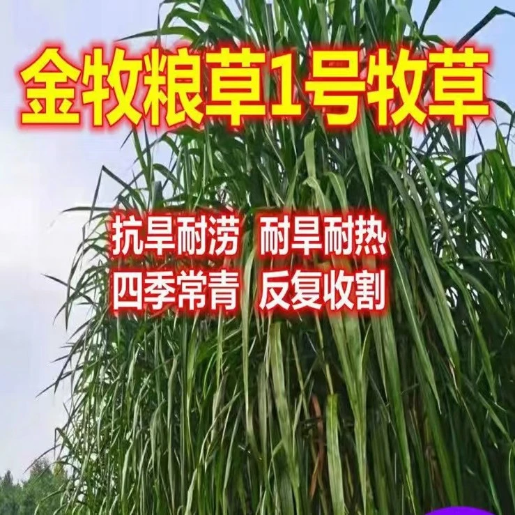 源头厂家金牧粮草1号种节四季种植多年生抗旱耐热高产养殖牛羊猪