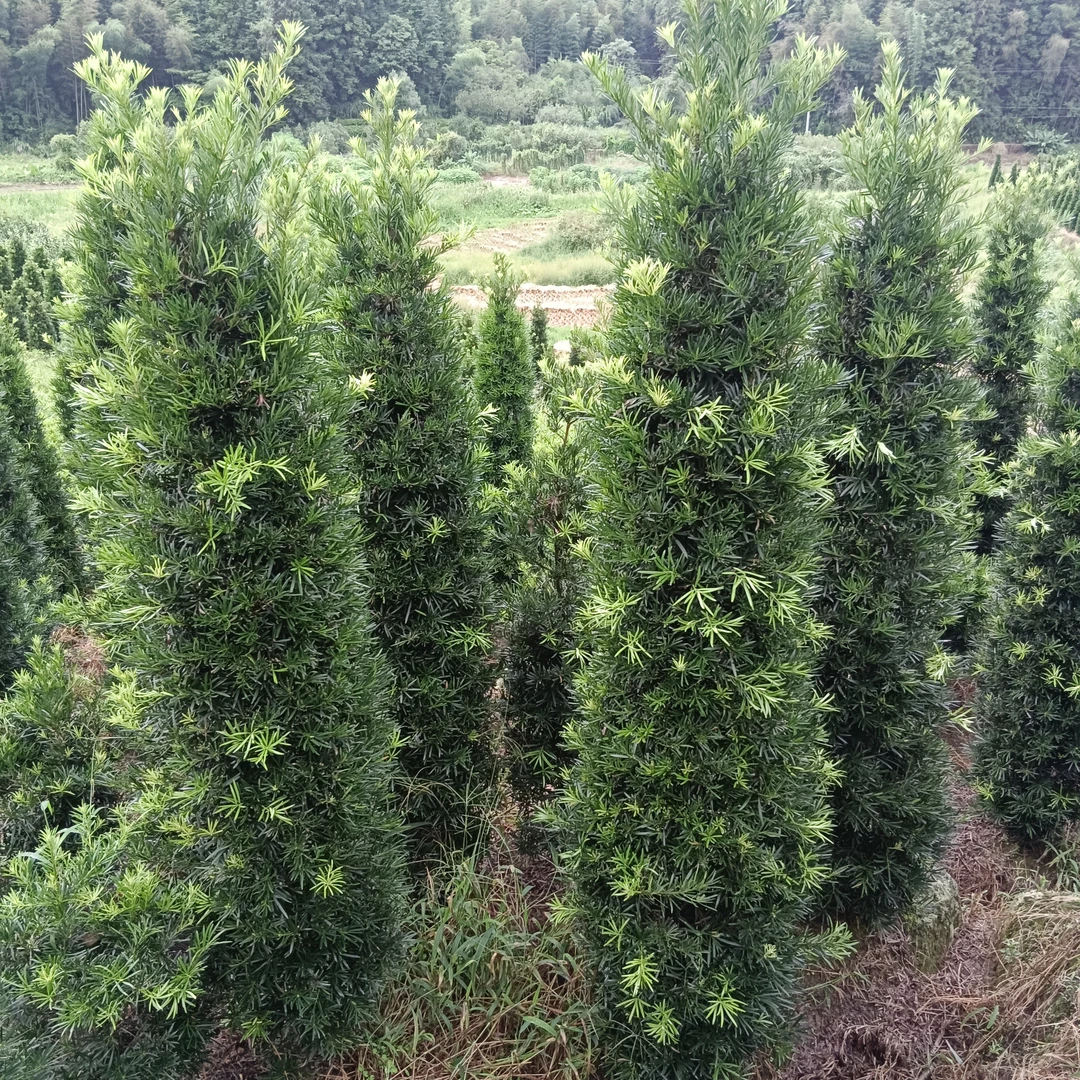 罗汉松树苗雀舌盆景庭院观叶趣味造型大树，塔柏罗汉松