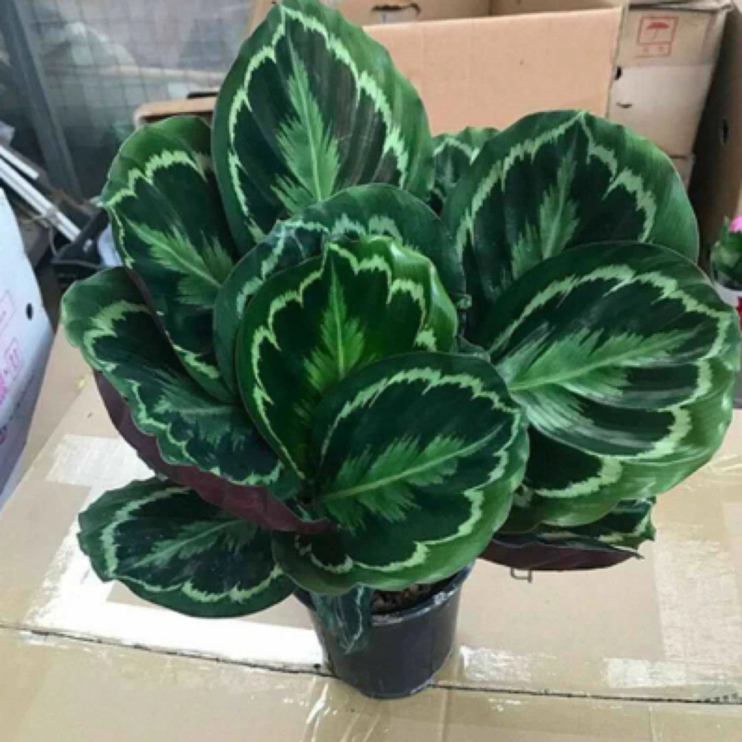 彩虹竹芋办公室桌面好养净化空气吸甲醛耐阴大盆四季常青观叶绿植