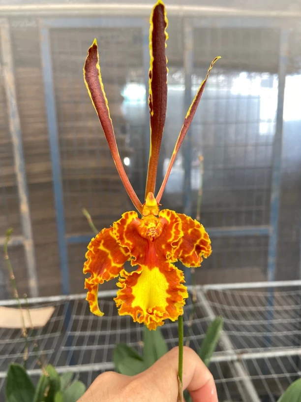 #齐天大圣#娥型文心兰#魔鬼蝴蝶兰#一年四季开花苗（超大、大、中）