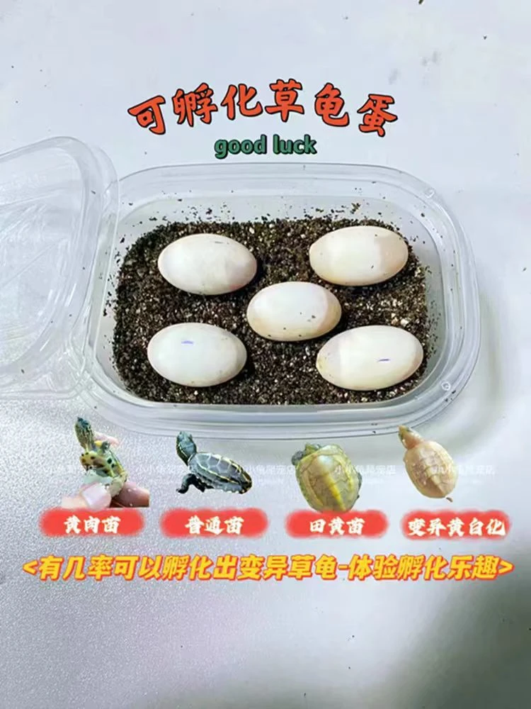 中华草龟孵化乌龟蛋体验孵化乐趣