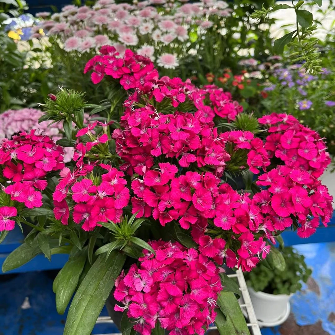 YIFANZIYUAN/一番滋园绣球石竹花卉绿植盆栽阳台养护