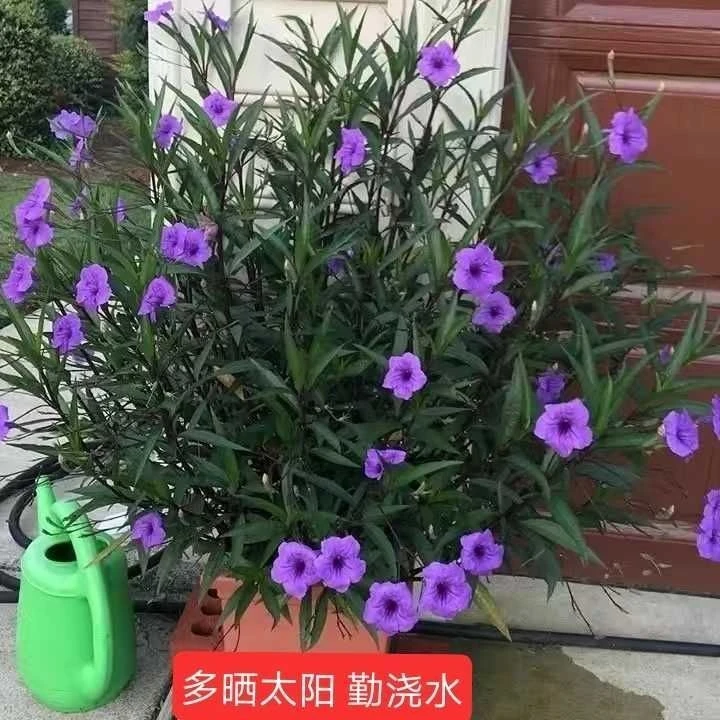矮生翠芦莉易养活蓝花草耐晒耐寒四季开花地栽均可阳台庭院
