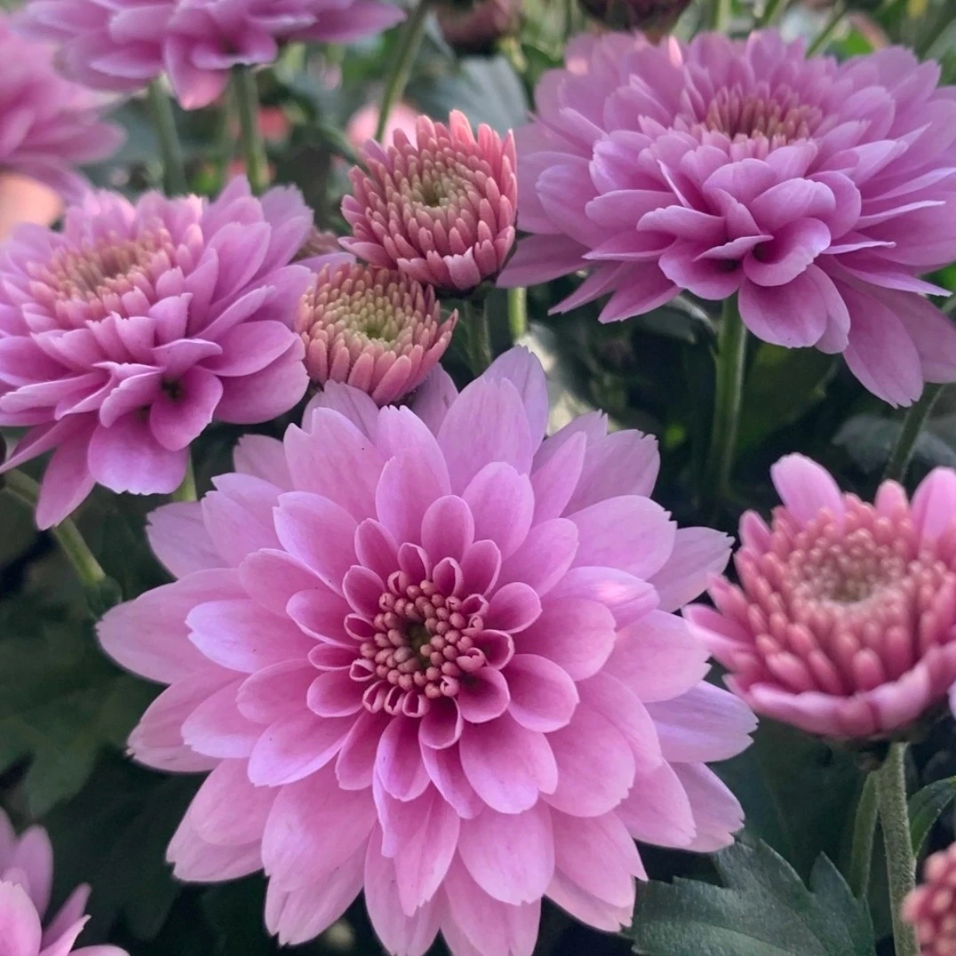 【中苗】球菊千头菊花卉绿植阳台庭院家庭养护菊花