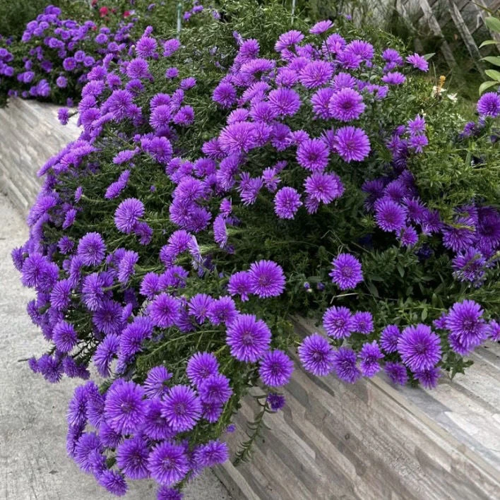 荷兰菊紫菀盆栽地栽耐高温植物耐寒地栽庭院花镜观赏植物养护育苗