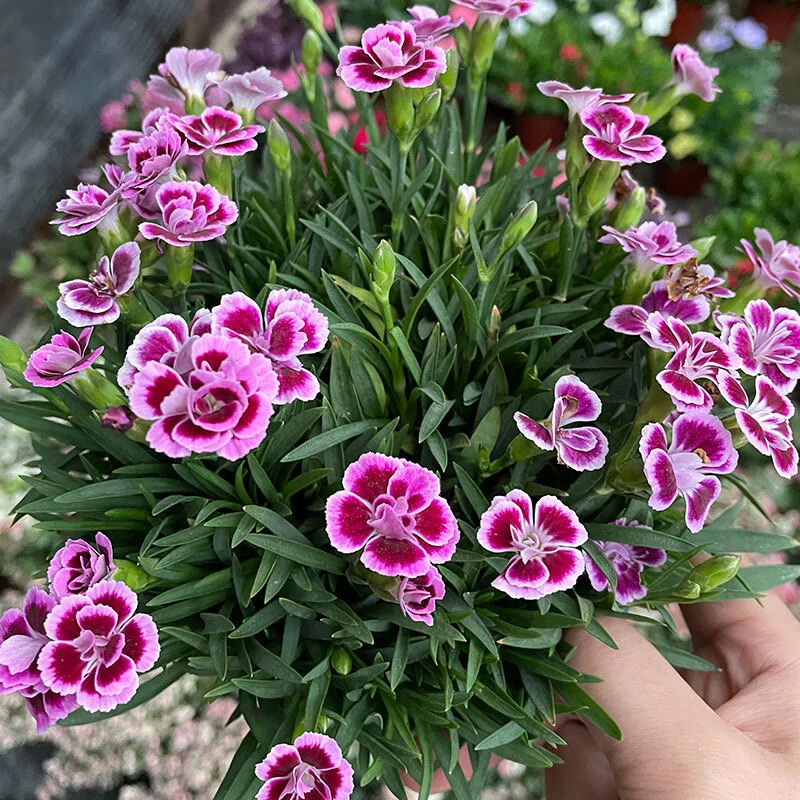 康乃馨盆栽带花苞石竹花绿色四季开花室内阳台客厅绿植花卉好养活