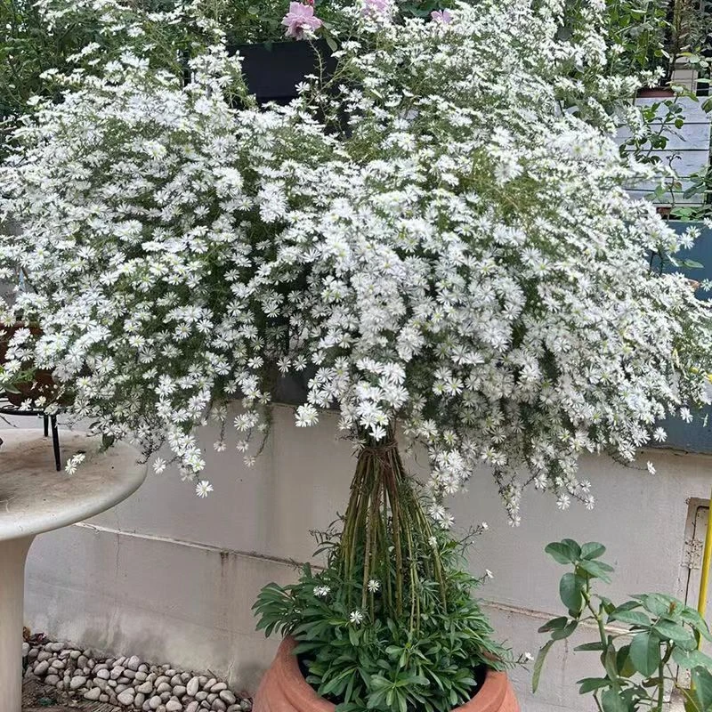 柳叶白菀盆栽庭院户外阳台耐寒多年生好养花卉白色小清新花境植物