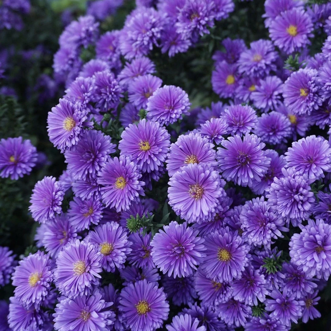 荷兰菊紫菀四季开花耐寒耐热盆栽粉红蓝白多色紫苑多年生兰菊花苗