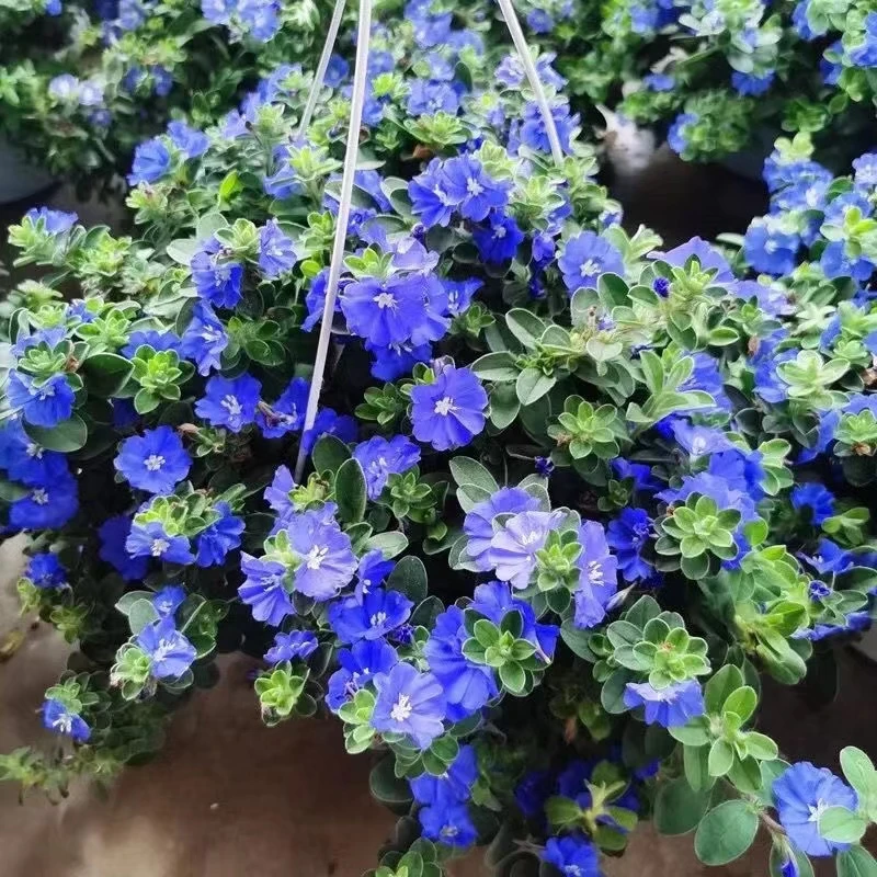 蓝星花盆栽阳台庭院四季开花耐热耐旱可垂吊花卉好养植物