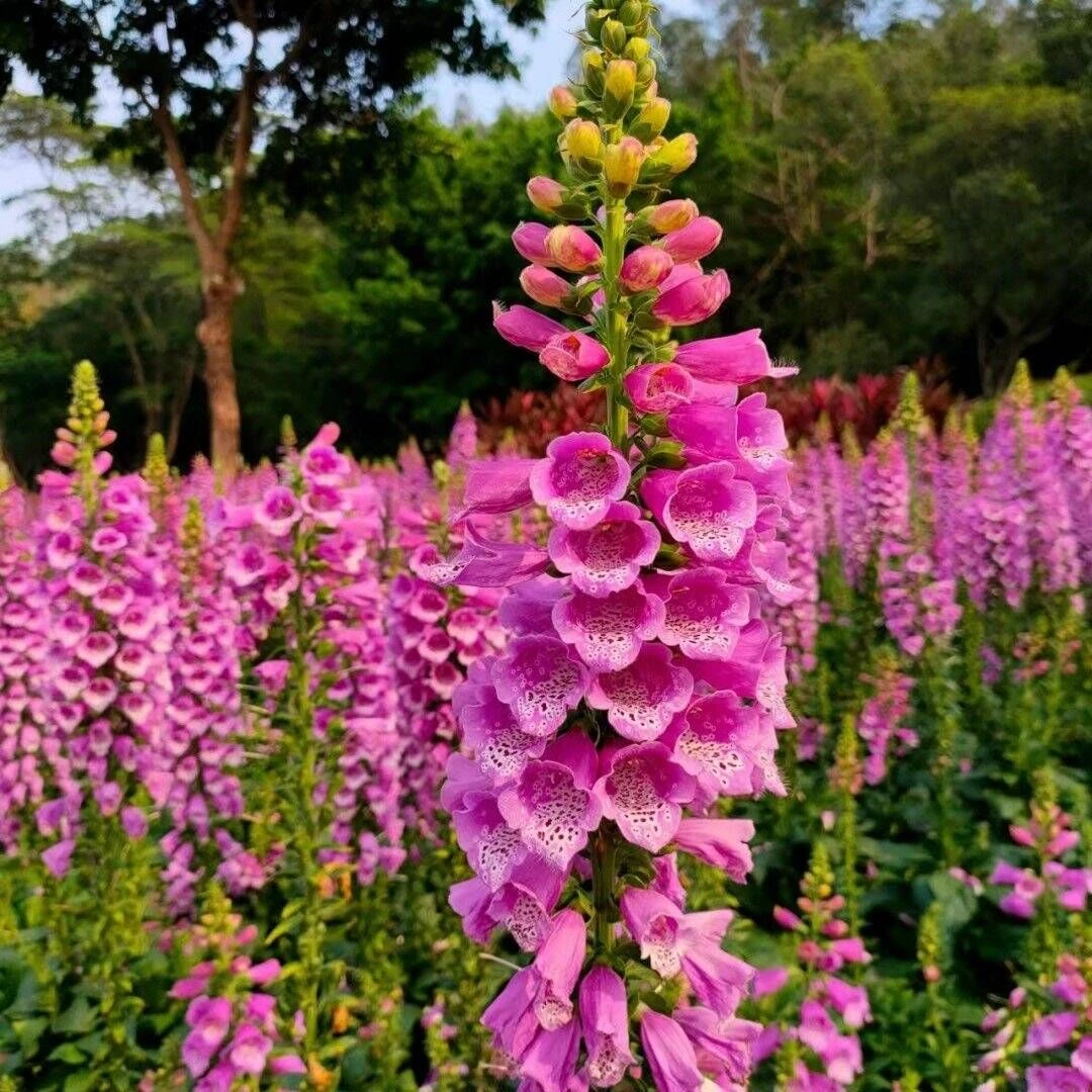 斑点狗毛地黄花苗趣味花卉苗庭院花境阳台常绿植物