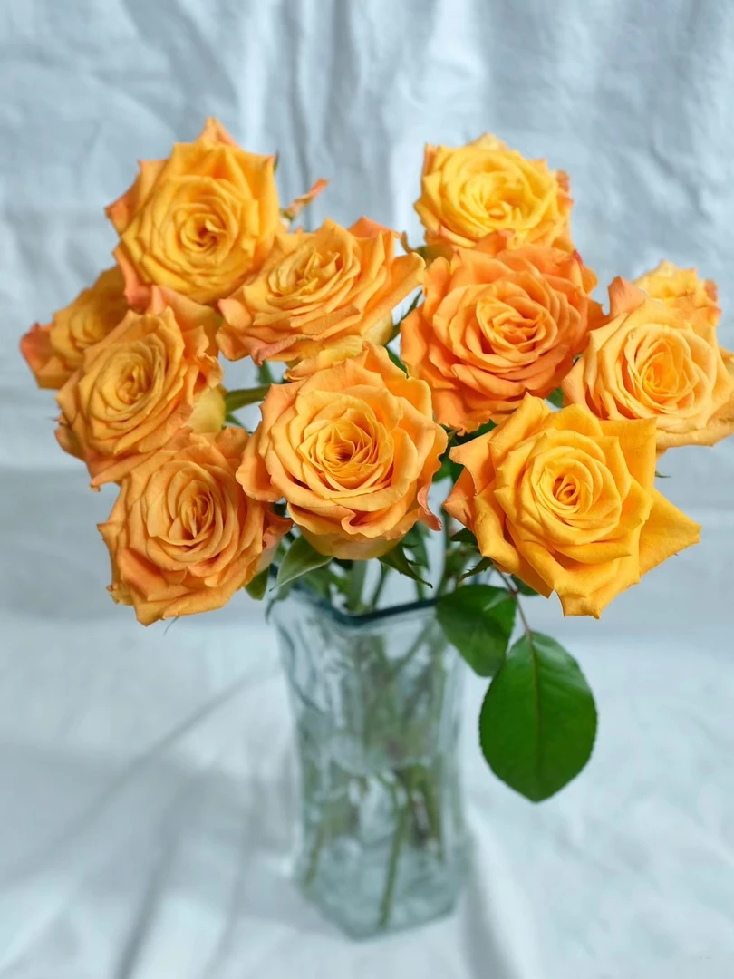 金色海岸 玫瑰 鲜花需醒花两单顺丰或空运发出无法拒收