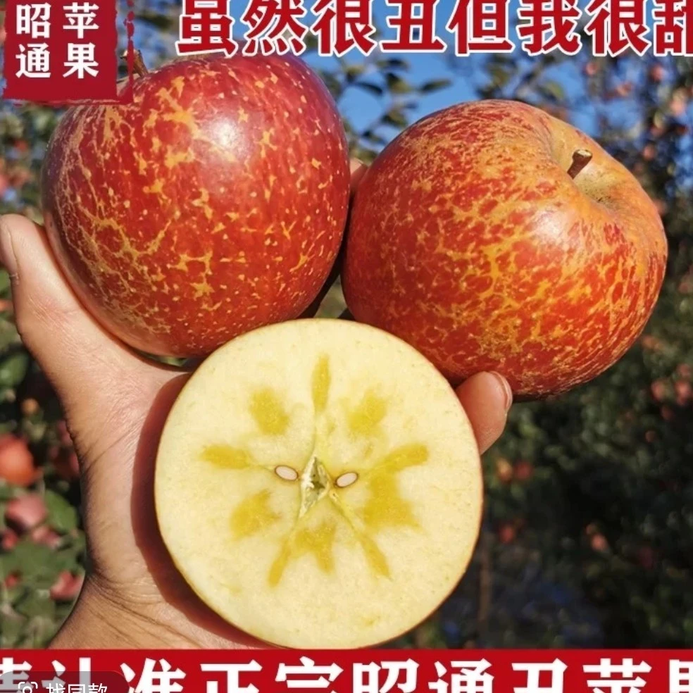 （晓花花专属）云南昭通丑苹果红富士苹果新鲜9-10斤果园现摘现发
