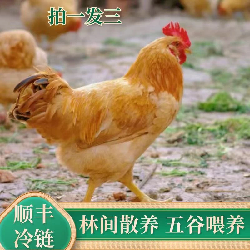 散养土鸡走地鸡3只去内脏老母鸡五谷喂养2年
