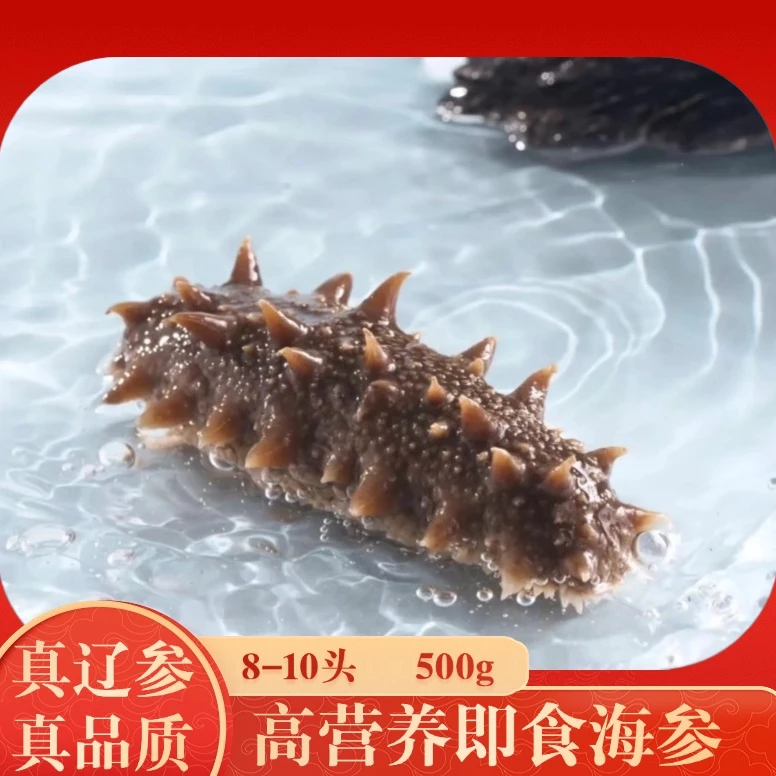 鲜蒸鲜食大连辽刺参8-10头/斤
