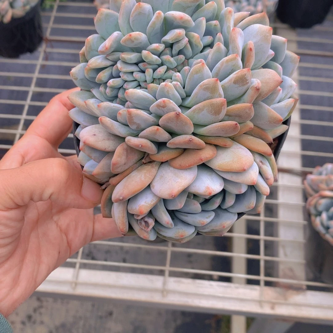 2822缀上分享自微心知识是