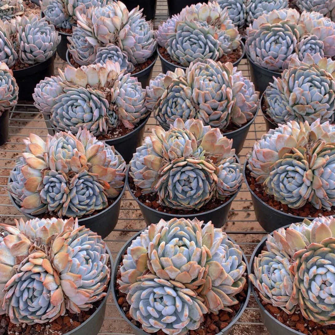 大四头脱土发货的一盆