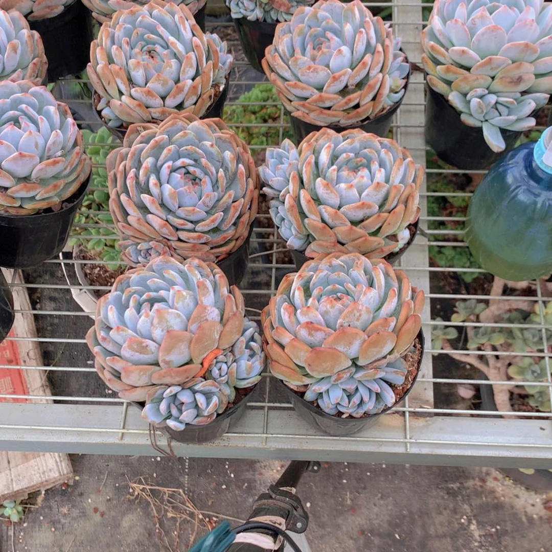 单头带仔110盆四个