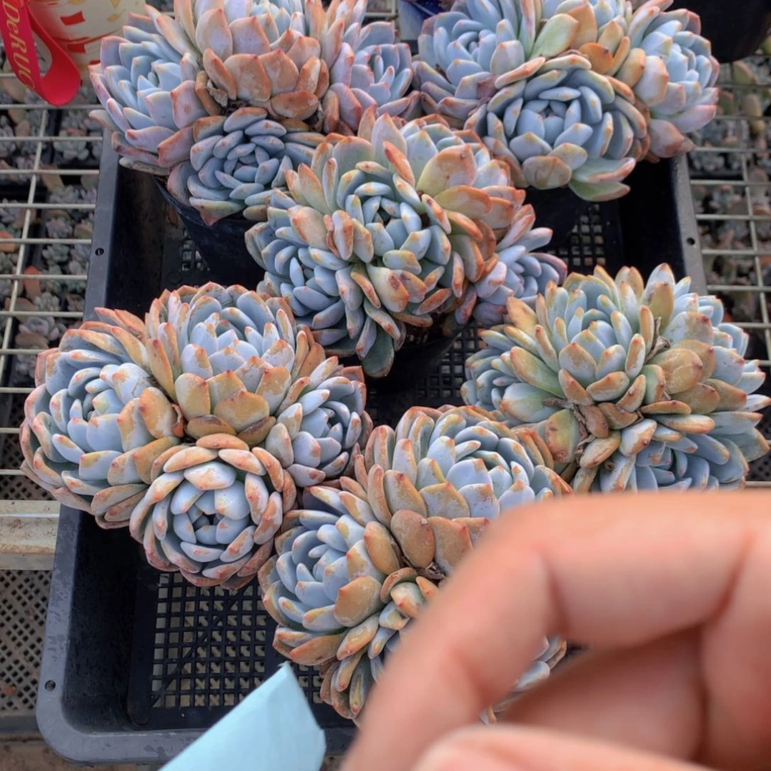 丽****地448六个一起带盆发货啦