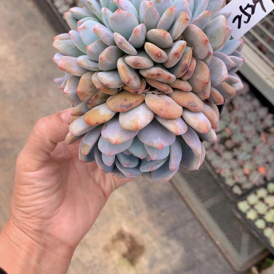 2524朵朵鲜花的玫瑰花茶