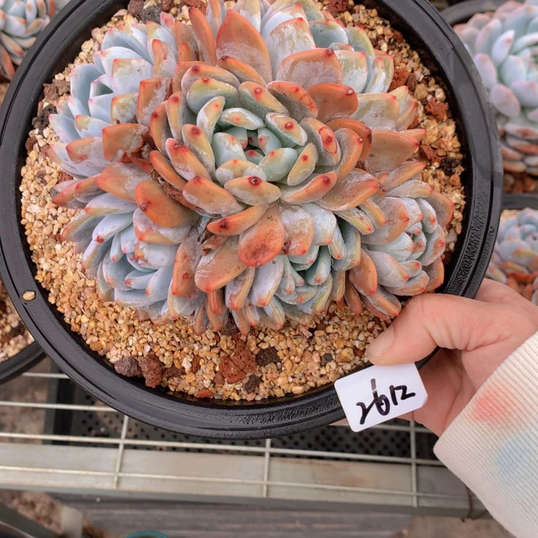 2612多头一个大帅哥！这里也