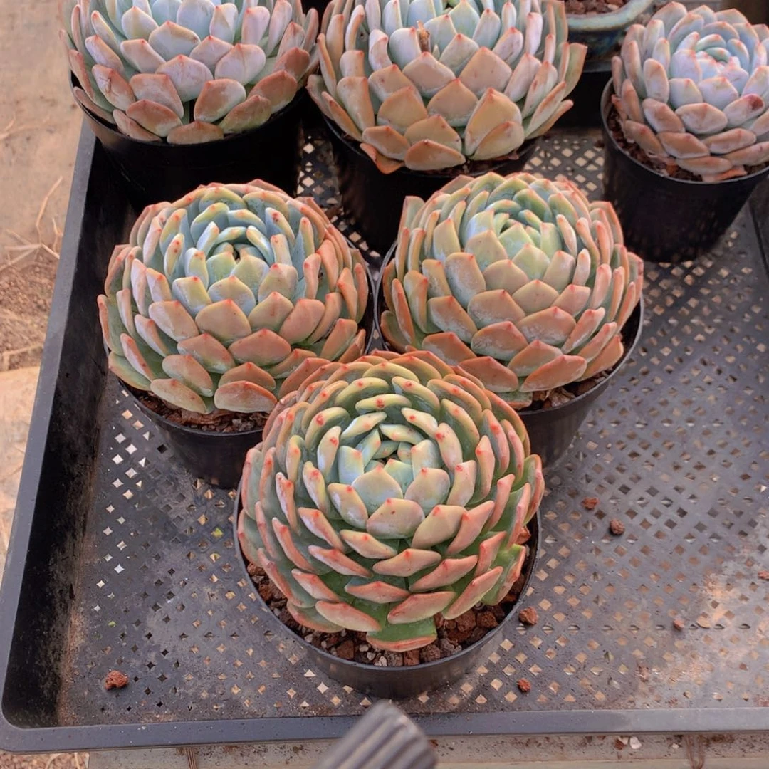 大单头三个脱土发货