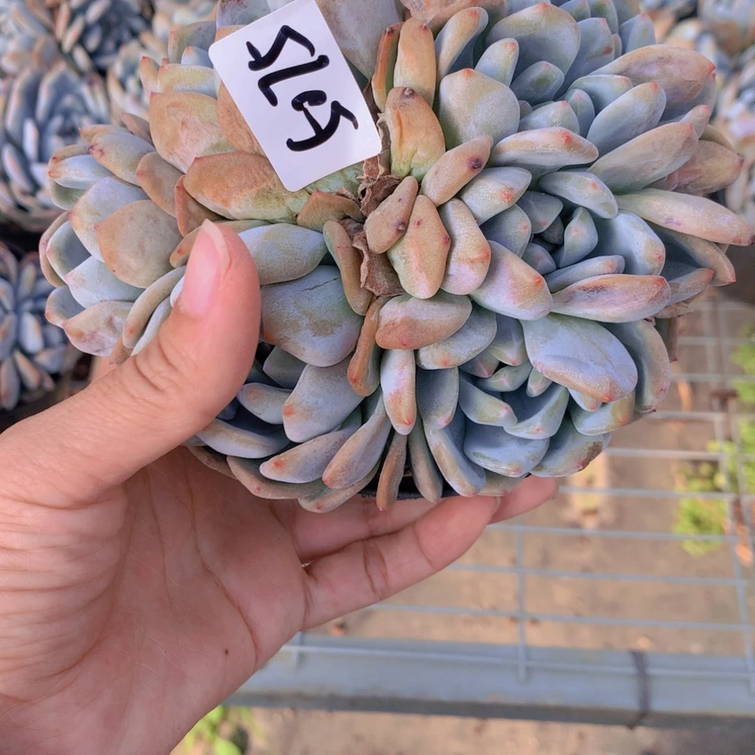 柚****呃5075多头在我心中有你