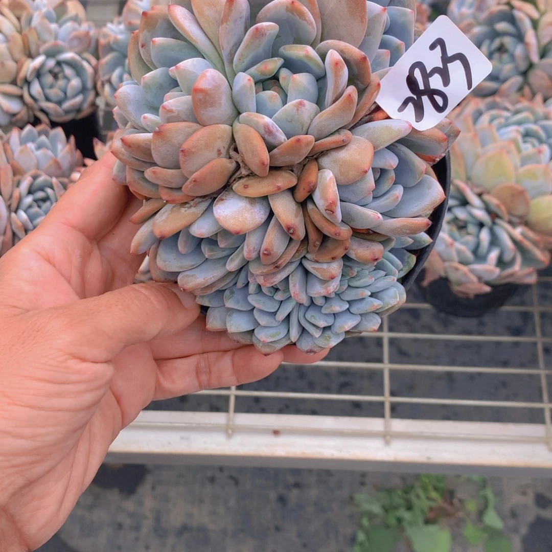 (****樂2823多头家缀上分享自微心微