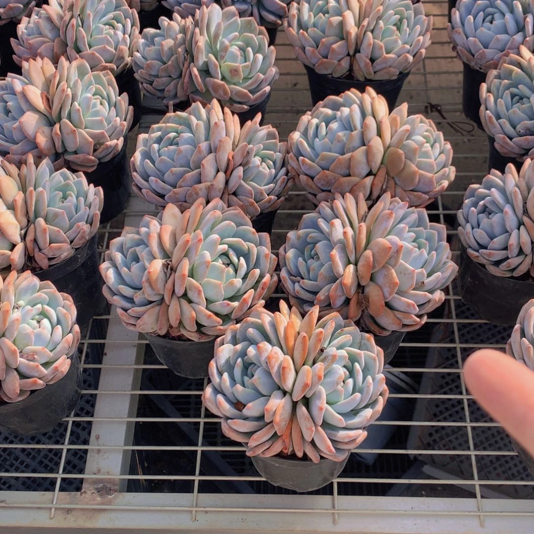 双头五个带盆发货