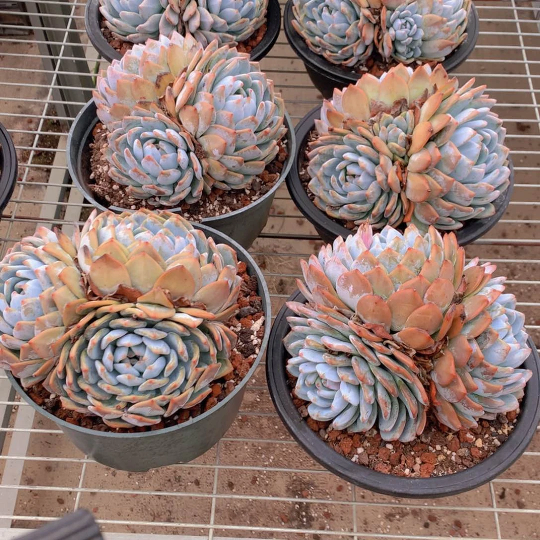 大三头一个脱土发货啦