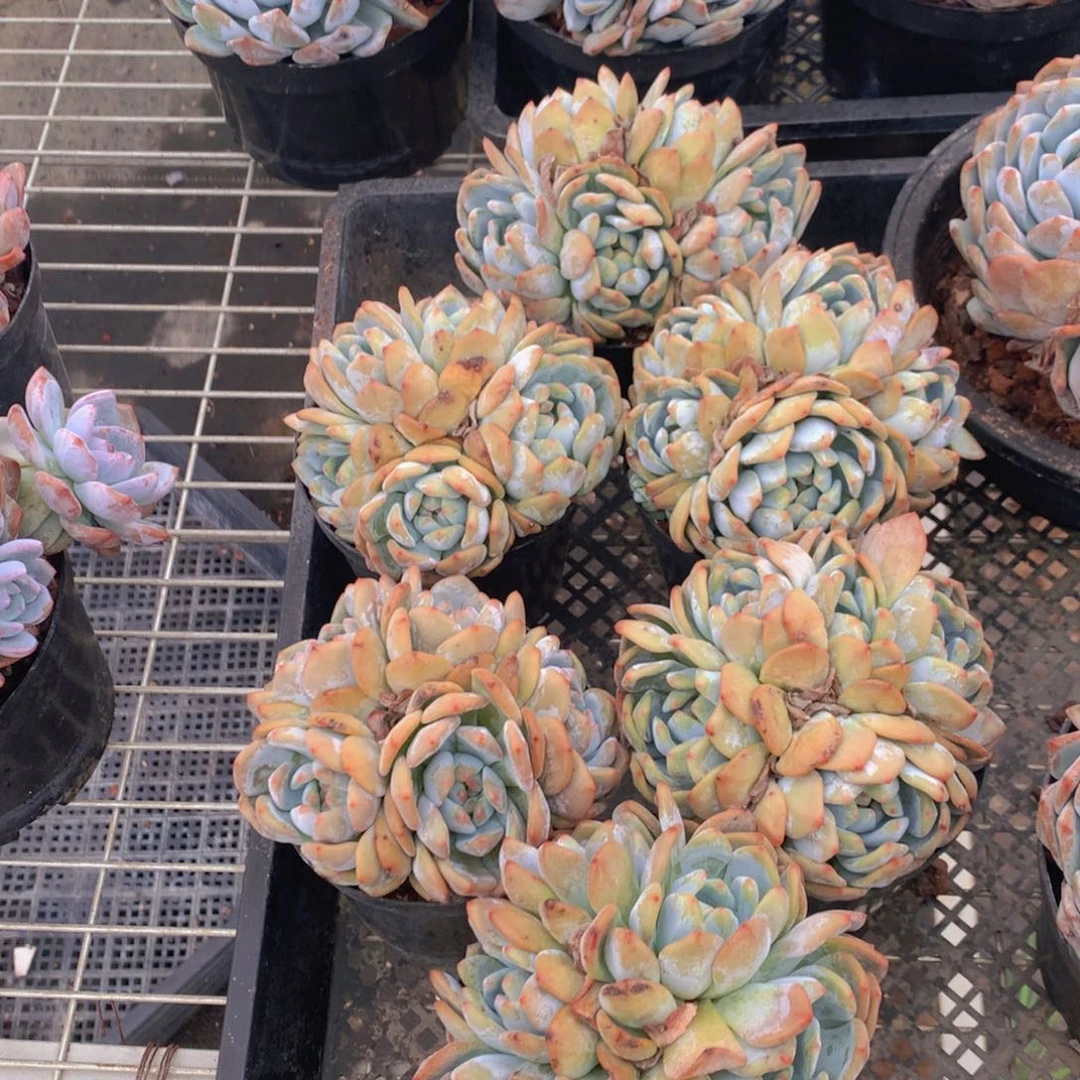 五头带盆发货一盆
