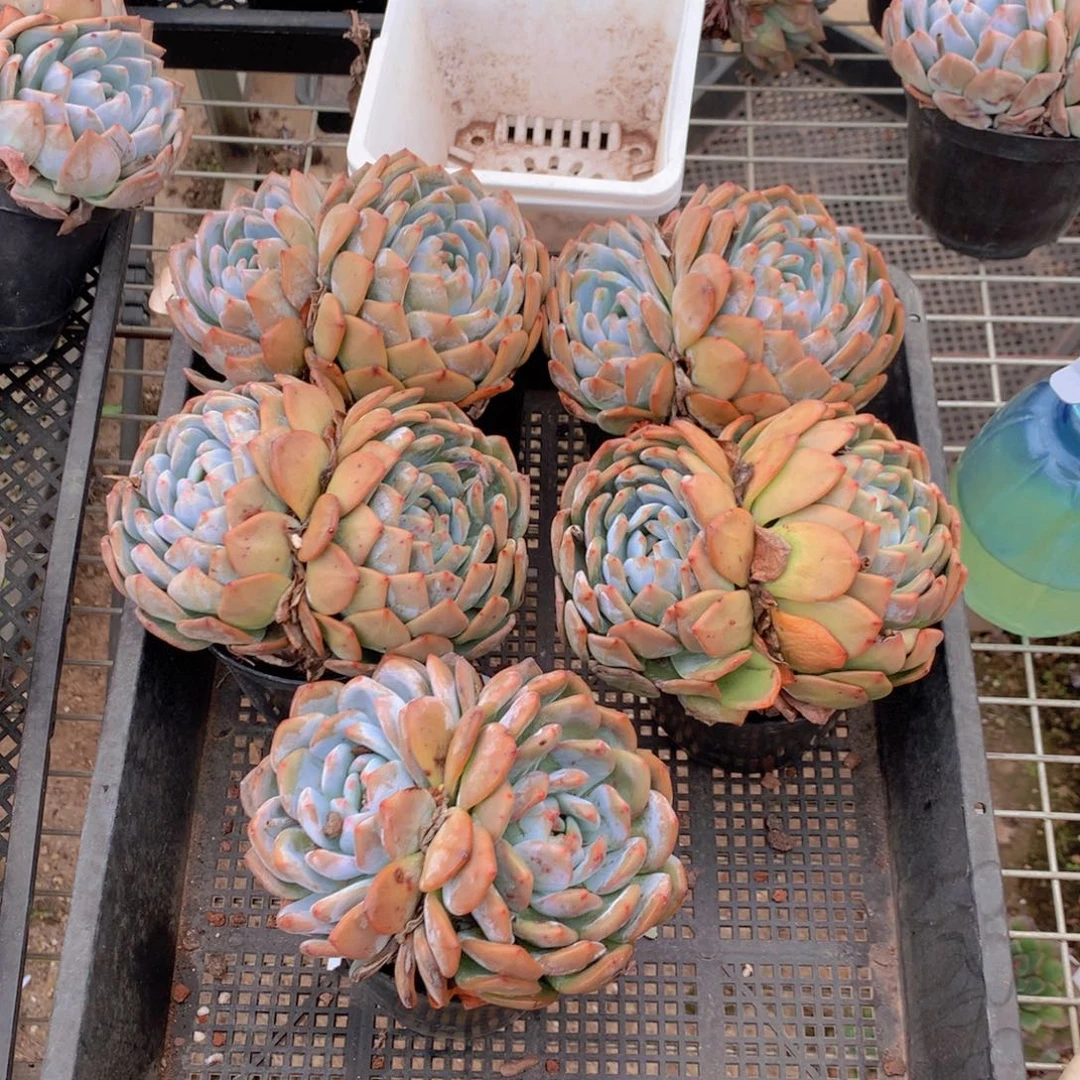 双头五个带盆发货啦