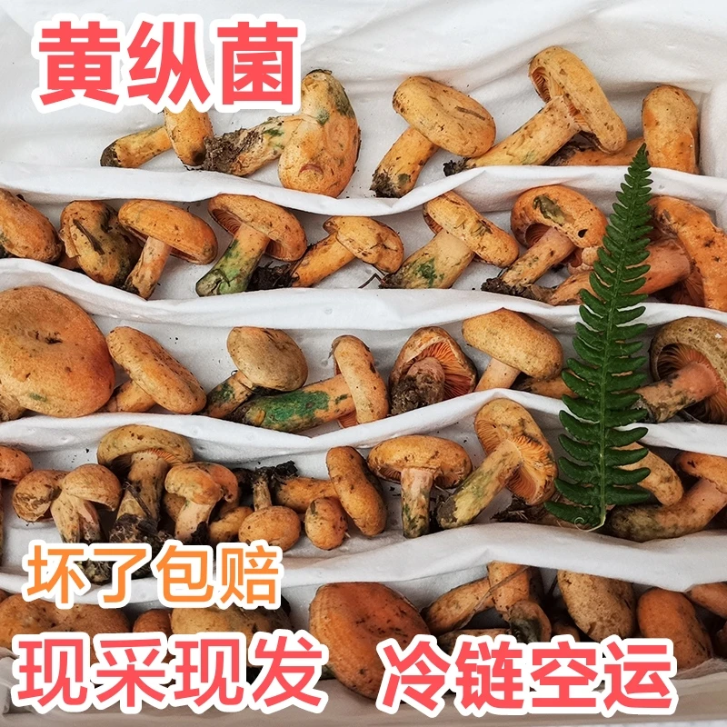 [现货〗新鲜松树菌松乳菇枞树菌谷熟菌寒菌重阳菌雁鹅菌500g-1000g