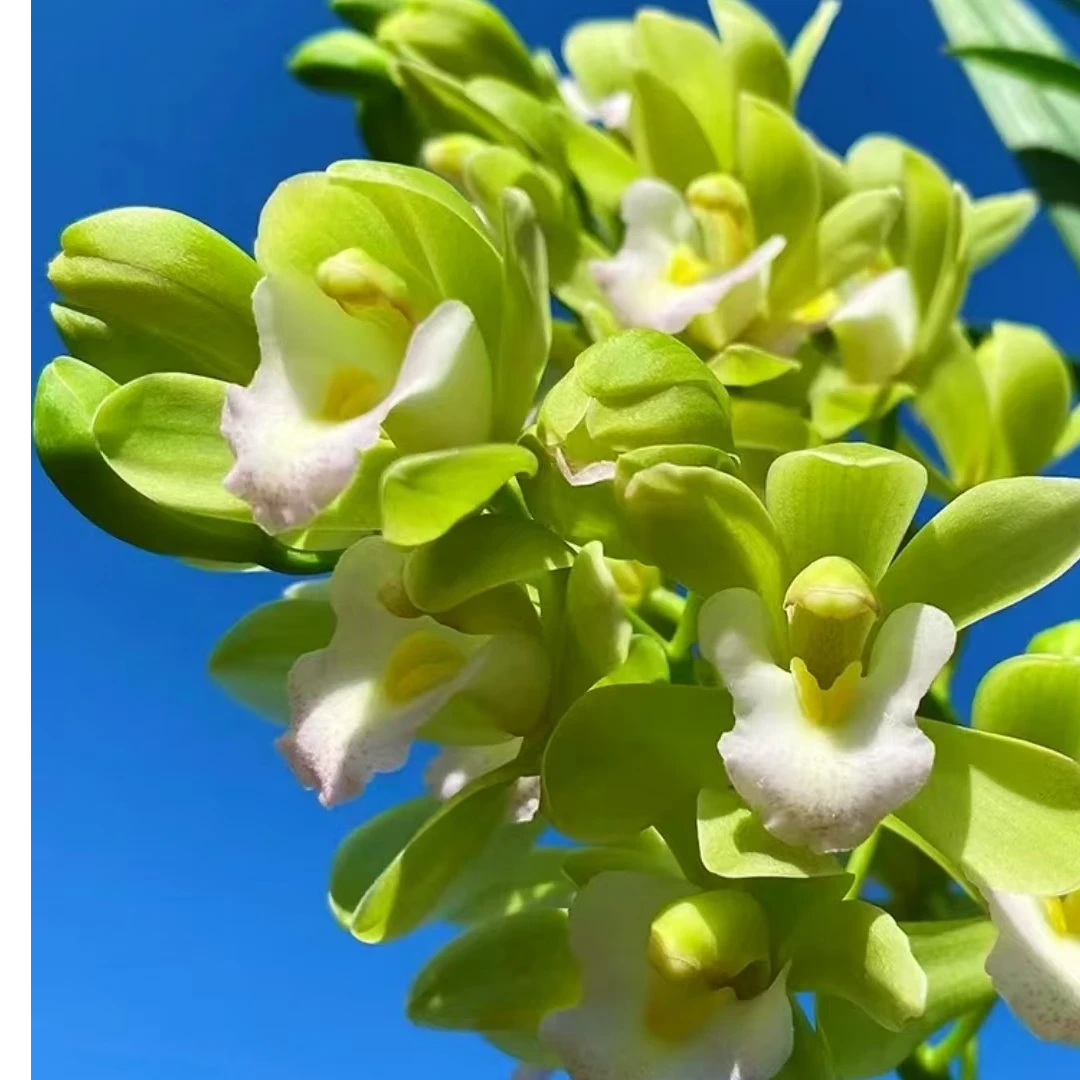 带花苞发货白玉香兰开花香室内盆栽兰花花期久好养耐寒带盆送肥料